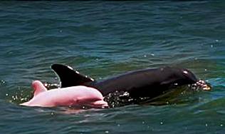 ¡¡¡Un delfín rosa!!!